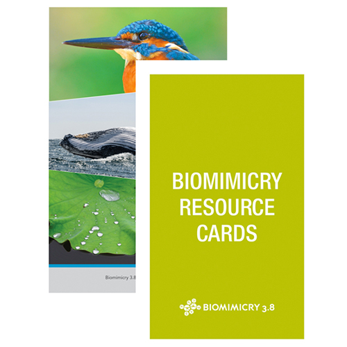 Biomimicry Resource Cards