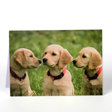Personalized Pet Greeting Cards